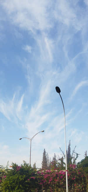 兩盞路燈高高矗立在開花灌木之上，藍天白雲。 — 青蛙 壁紙