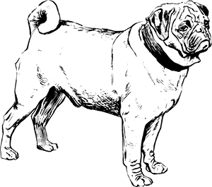 鬥牛犬素描