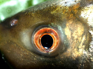魚眼的特寫，帶有橙色虹膜和深色瞳孔。 — 魚 GIF 壁紙