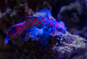 魚類背景 — 魚 GIF 壁紙