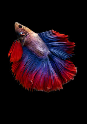 魚類背景 — 魚 GIF 壁紙