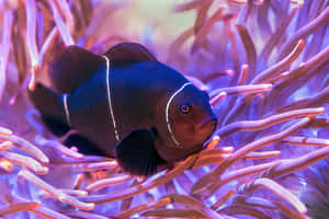 魚類背景 — 魚 GIF 壁紙