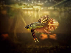 魚類背景 — 魚 GIF 壁紙
