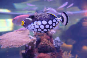 魚類背景 — 魚 GIF 壁紙