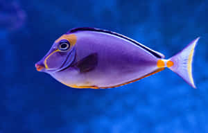 魚類背景 — 魚 GIF 壁紙