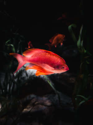 魚類背景 — 魚 GIF 壁紙