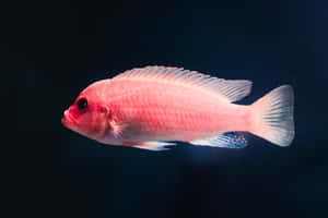 魚類背景 — 魚 GIF 壁紙