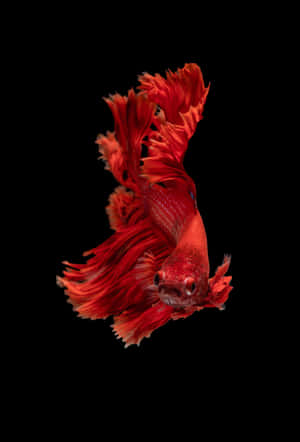 魚類背景 — 魚 GIF 壁紙