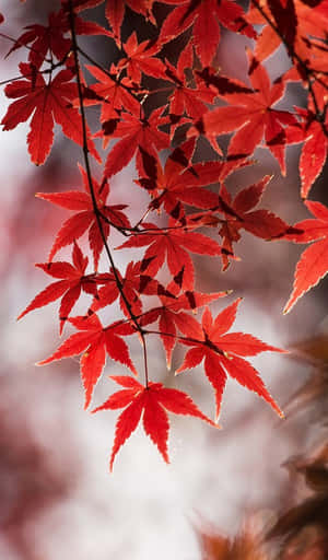 鮮紅的楓葉清晰對焦，背景柔和模糊 — 海灘度假 壁紙