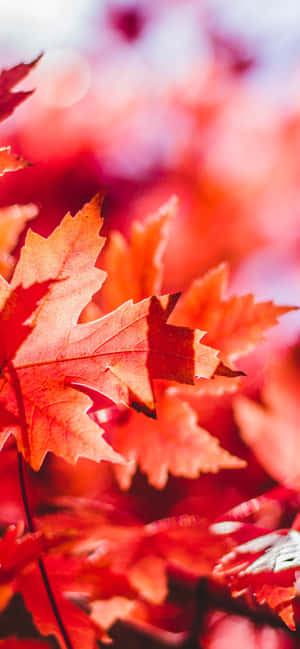 秋天中鮮紅楓葉的特寫，背景柔和模糊。 — Galaxy S26 Ultra 壁紙
