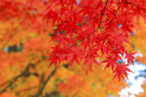 秋天鮮紅的楓葉，模糊的橙色背景。 — MacBook Air M3 壁紙