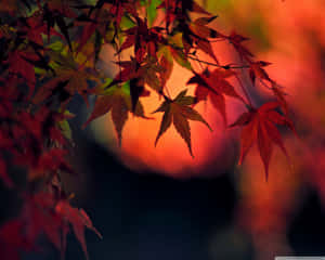 紅色楓葉映襯著溫暖的日落餘暉。 — 日本動漫 壁紙