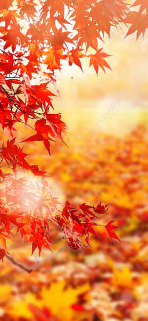 明亮的紅楓葉懸掛在陽光照耀的落葉地毯上。 — Galaxy A07 壁紙