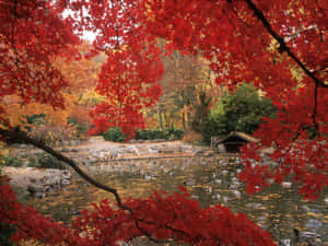 紅楓葉框住一個有鴨子和秋葉的池塘。 — 湖泊 壁紙