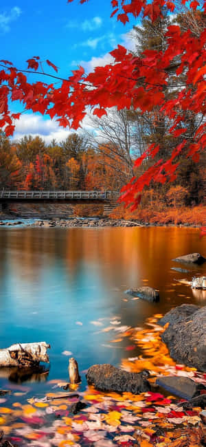 秋日河流景色，有紅色楓葉和木橋，藍天 — Pixel 11 Pro XL 壁紙