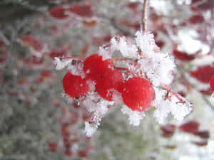 冬日雪枝上覆蓋霜的紅色漿果。 — 冬季美學 壁紙