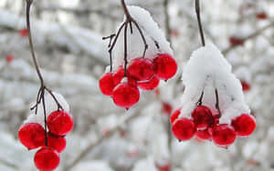 裸露冬日樹枝上沾滿雪花的紅色漿果簇。 — 柳橙 壁紙