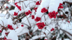 冬日積雪覆蓋的樹枝上掛著鮮紅的漿果。 — 柳橙 壁紙