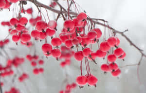 冬季雪枝上的一簇簇紅漿果。 — 冬季美學 壁紙