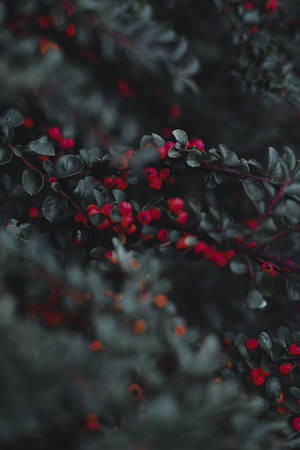 自然環境中深綠色樹枝上的一簇紅色漿果 — 柳橙 壁紙