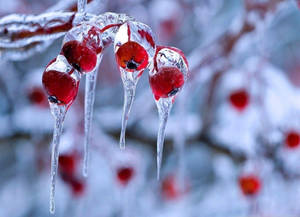 冬日雪中，冰凍的紅色漿果掛在冰凍的樹枝上。 — 聖誕燈飾 壁紙