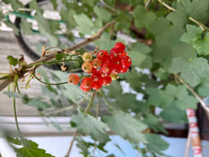 花園環境中，多葉樹枝上結滿了成熟的紅醋栗串。 — 花朵美學動態圖 壁紙