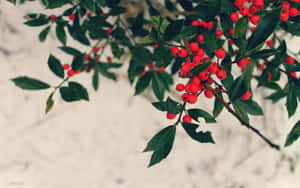 冬青枝條，帶有紅色漿果和綠葉，背景為白色。 — 2560x1600 壁紙