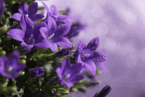 紫色風鈴草，花瓣上有水珠，背景模糊。 — 紫色 壁紙