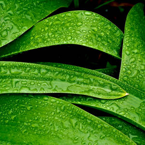 深色背景下覆蓋著露珠的綠色葉子特寫 — 植物美學 壁紙
