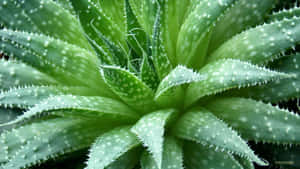 綠色多肉植物的特寫，帶有尖刺葉片和白色斑點。 — 植物美學 壁紙