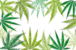 白色背景上的綠色大麻葉裝飾邊框。 — 吸大麻 壁紙