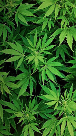 茂盛綠色大麻葉的特寫，帶有詳細葉脈和鋸齒邊緣。 — 植物美學 壁紙