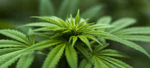 自然環境中大麻植物葉子的特寫 — 吸大麻 壁紙