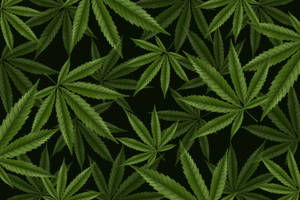綠色大麻葉在黑色背景上形成密集的重複圖案。 — 桌面 壁紙