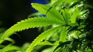 特寫鏡頭：自然光下帶有鋸齒狀邊緣的亮綠色大麻葉片。 — 植物美學 壁紙