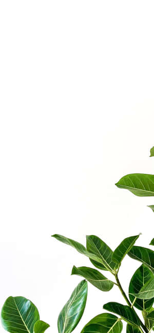 白色背景上的綠色植物葉片 — 白色 iPhone 壁紙