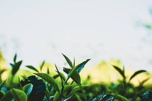 陽光下的鮮綠茶葉，背景模糊。 — 茶園 壁紙