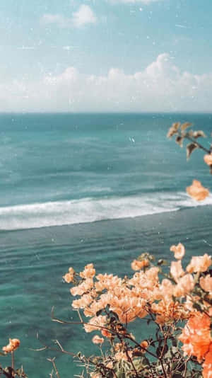 桃花俯瞰著平靜的碧綠海洋，天空清澈湛藍。 — 海灘 壁紙
