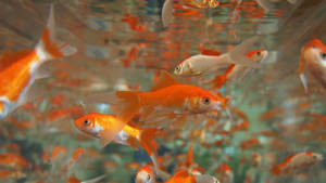 金魚在清澈的水族箱中游動，帶有陽光反射。 — 金魚 壁紙