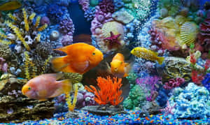 色彩繽紛的魚在裝飾有藍色礫石的水族箱中在珊瑚和貝殼之間游動。 — 水族箱 壁紙