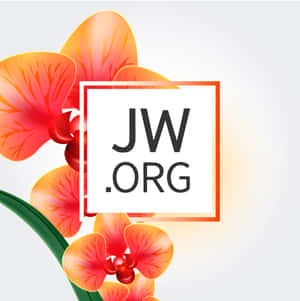 橙色框內的 JW.ORG 標誌，後面有橙紅色蘭花和綠色莖。 — 花朵 壁紙