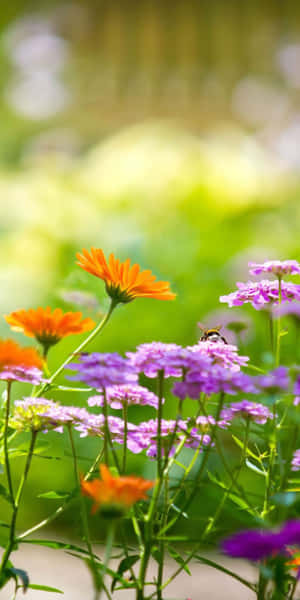 陽光花園中的橙色和紫色花朵與蜜蜂 — 花朵美學動態圖 壁紙