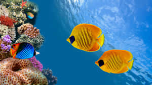 兩條橙色蝴蝶魚和一條藍色魚在水下珊瑚礁附近游動。 — 珊瑚 壁紙