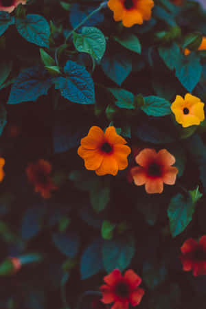 花園中帶有深色中心和藍綠色葉子的彩色花朵特寫。 — 花 壁紙