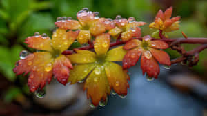 花園樹枝上的橙色和黃色花朵帶有水珠 — 花園 壁紙