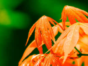綠色背景下帶露珠的橙色楓葉特寫。 — 柳橙 壁紙