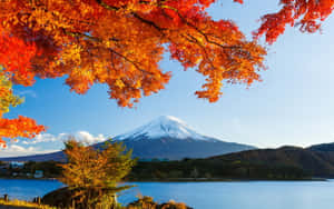 透過秋季楓樹枝條在藍色湖面上看到的積雪富士山。 — 富士山 壁紙