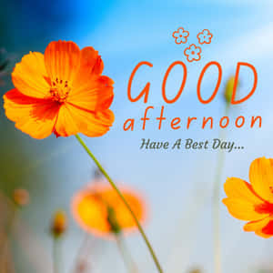 橙色波斯菊配上「GOOD afternoon」問候文字，背景為藍天。 — iPad Pro 11 壁紙