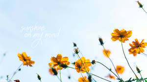 橙色波斯菊在清澈的藍天下盛開，並帶有 sunshine on my mind 字樣。 — 春天花朵 壁紙