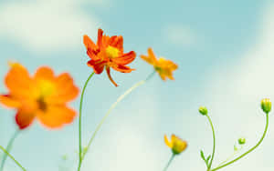 橙色波斯菊在晴朗的藍天下盛開，帶有綠色莖和花蕾。 — 花朵 壁紙